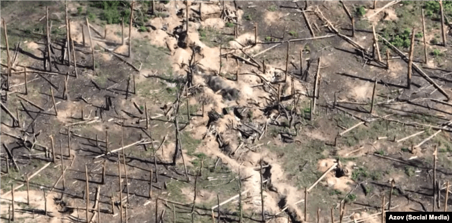 Серебрянский лес, на территории которого находится линия фронта.